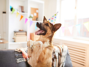 A very happy dog standing on its legs wearing a Birthday party hat in a decorated living room. 