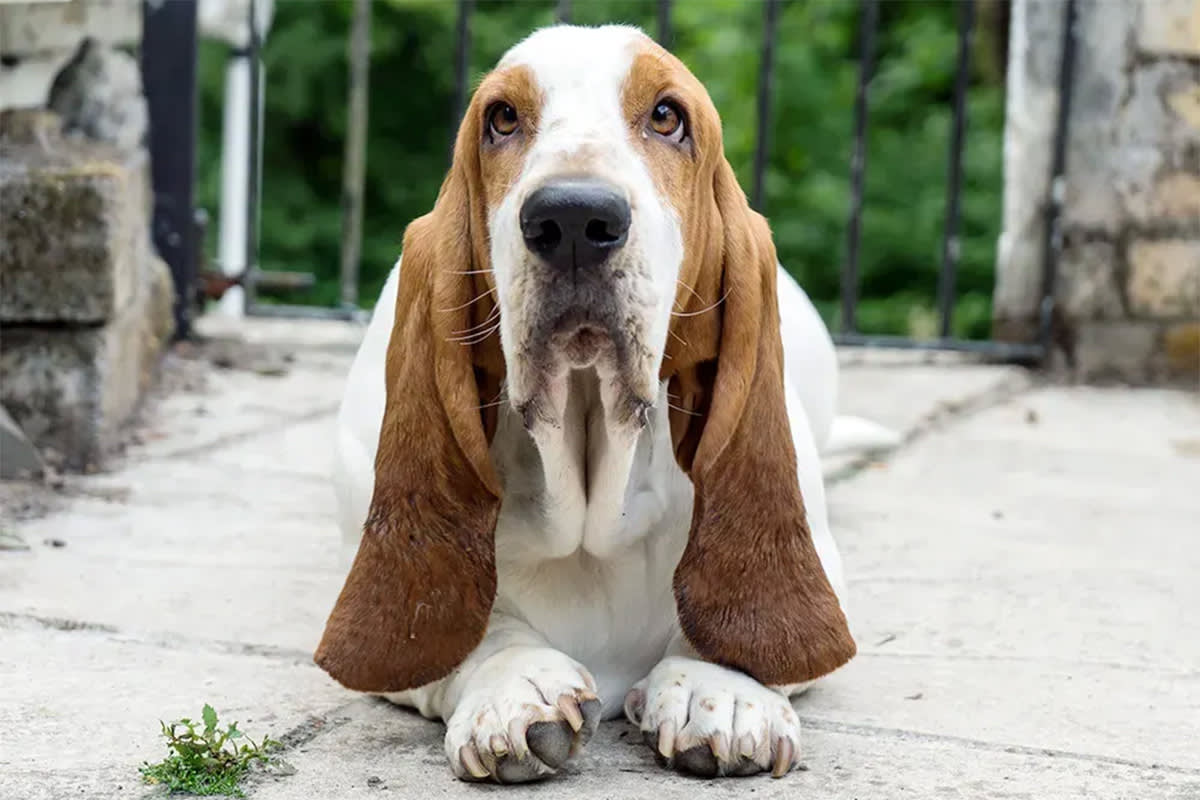 Dog with droopy jowls