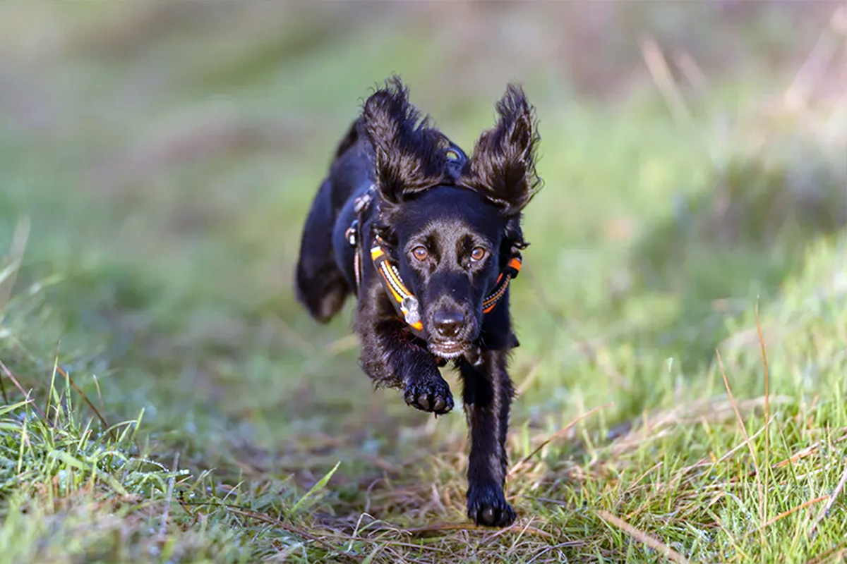 Dog running in a field