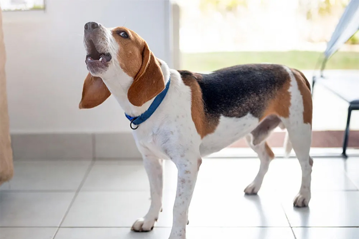 A beagle stands on tiles and howls.
