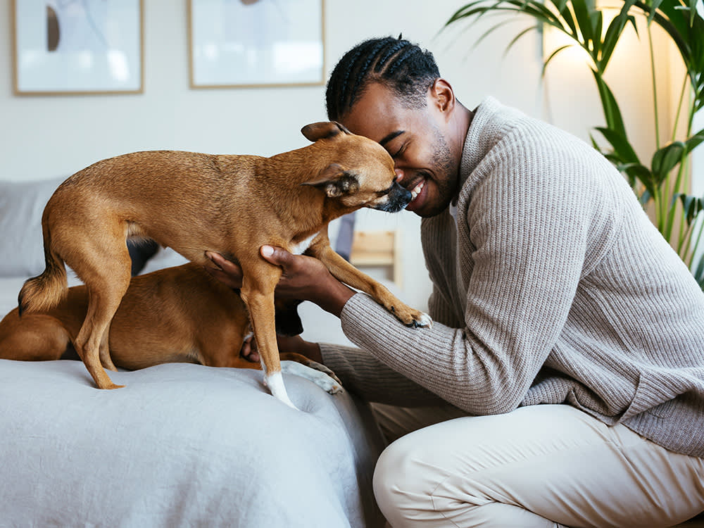 Side view of cheerful male owner smiling and caressing cute dogs on soft bed in cozy bedroom at home.