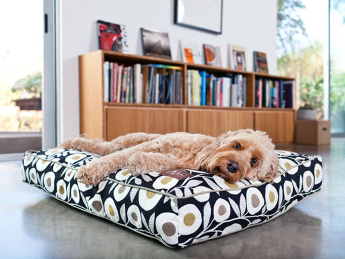 Golden dog laying on patterned Jax & Bones bed in living room