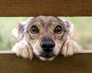 young looking dog peeking through a fence