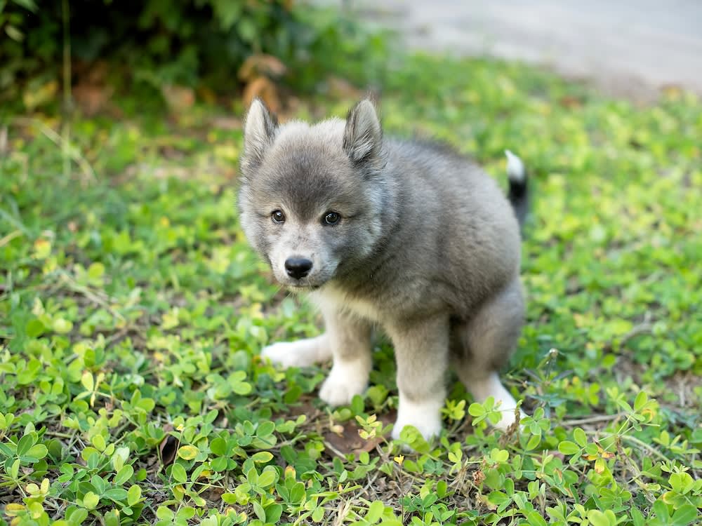 picture of a husky puppy pooping in the grass