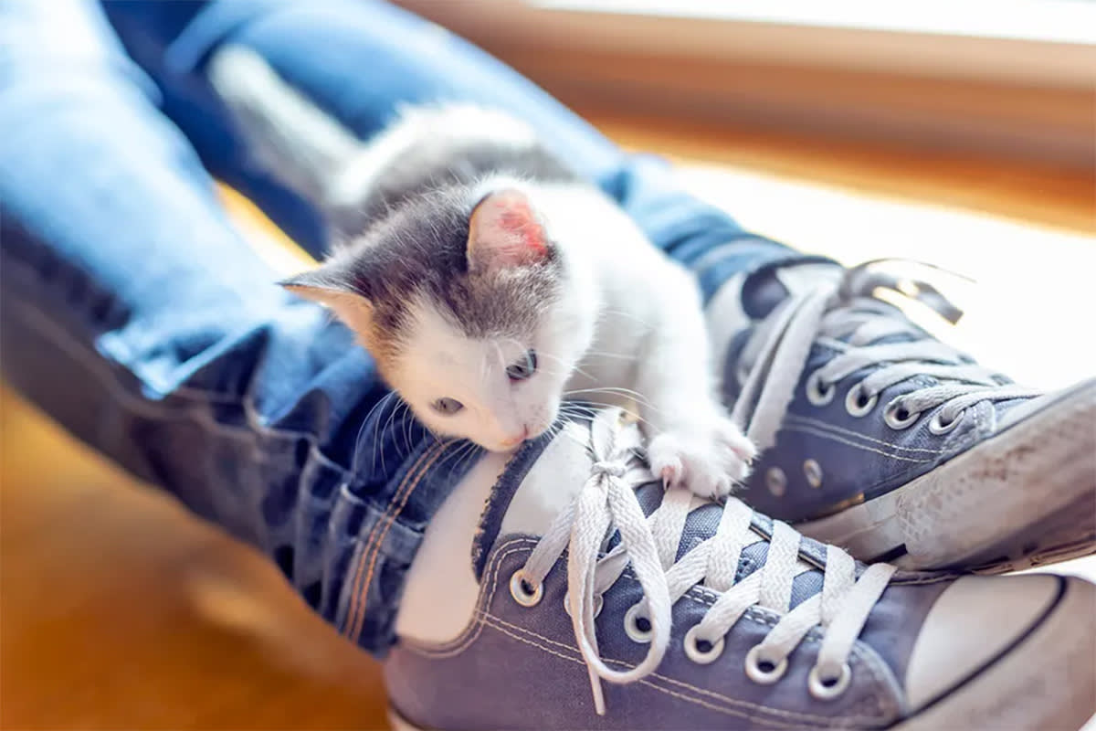 Kitten biting shoes