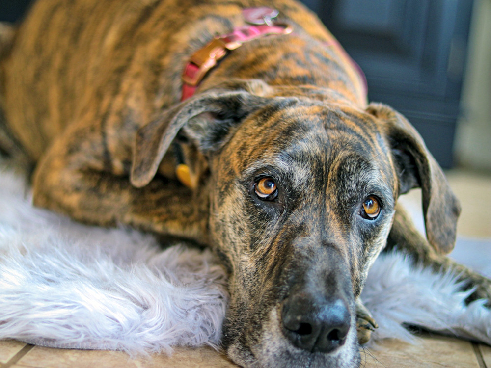 A large brown dog lies on a white carpet and looks up at the camera.