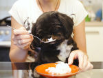 feeding black dog rice water to help relieve diarrhea