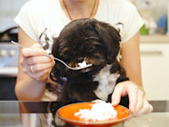 Vet Approved Guide How To Treat Dog Diarrhea The Wildest