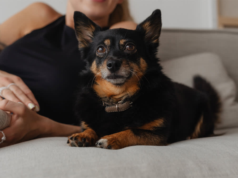 dog with greying muzzle on sofa with person