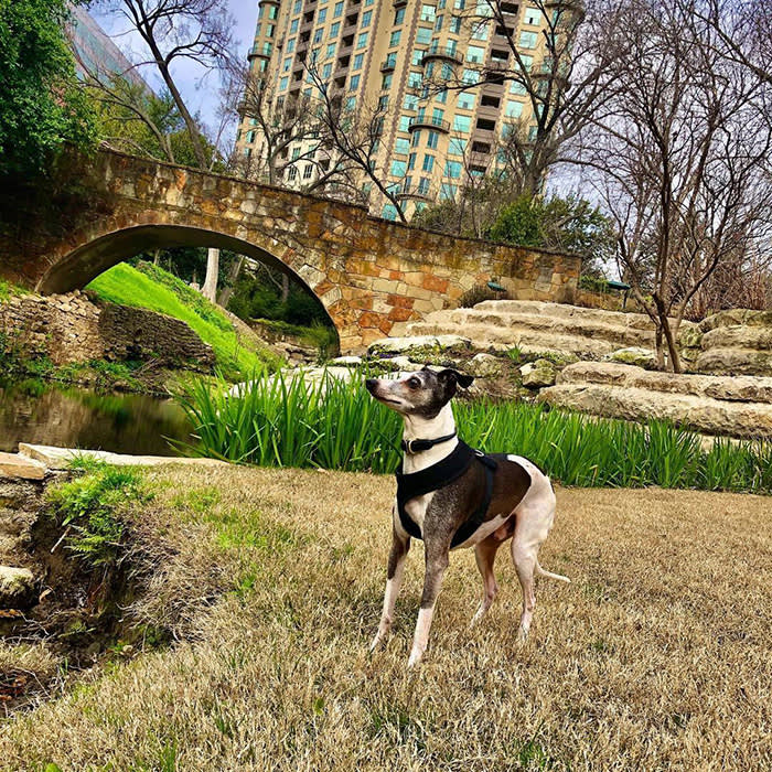 a black and white dog outside at Turtle Creek Park 