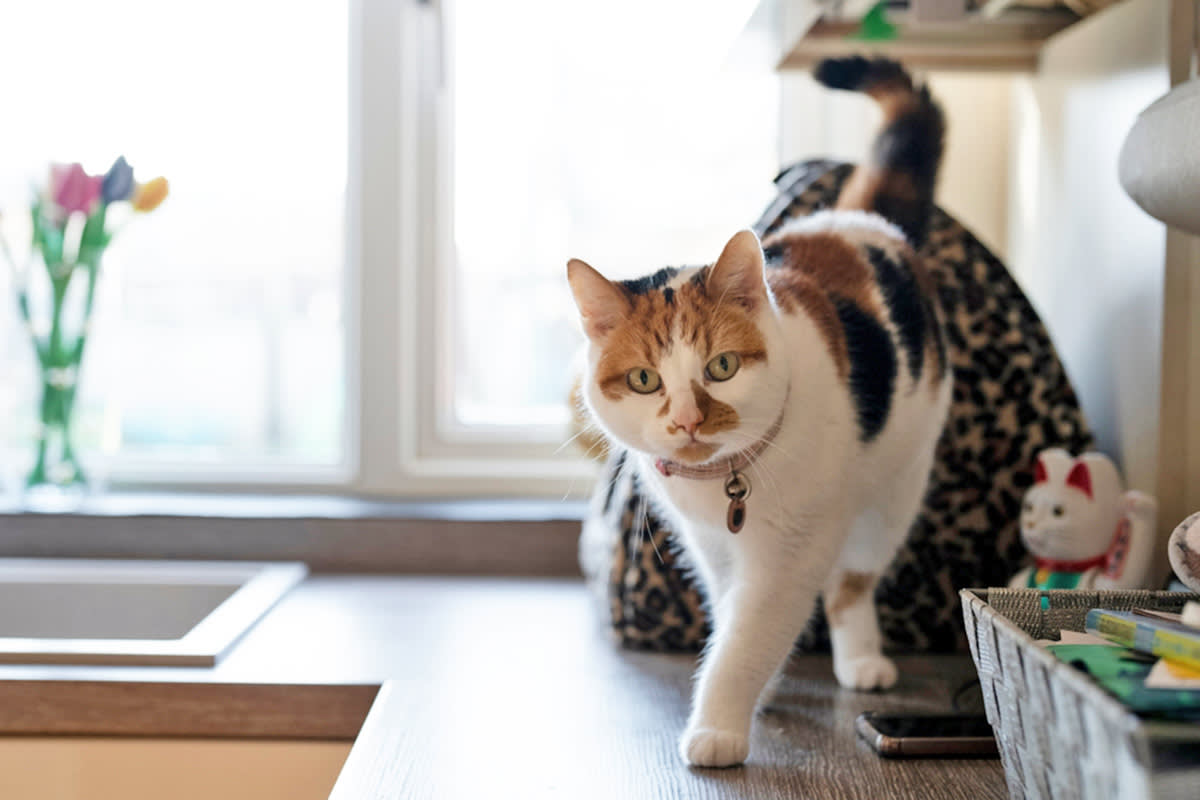 cat walking on kitchen counter