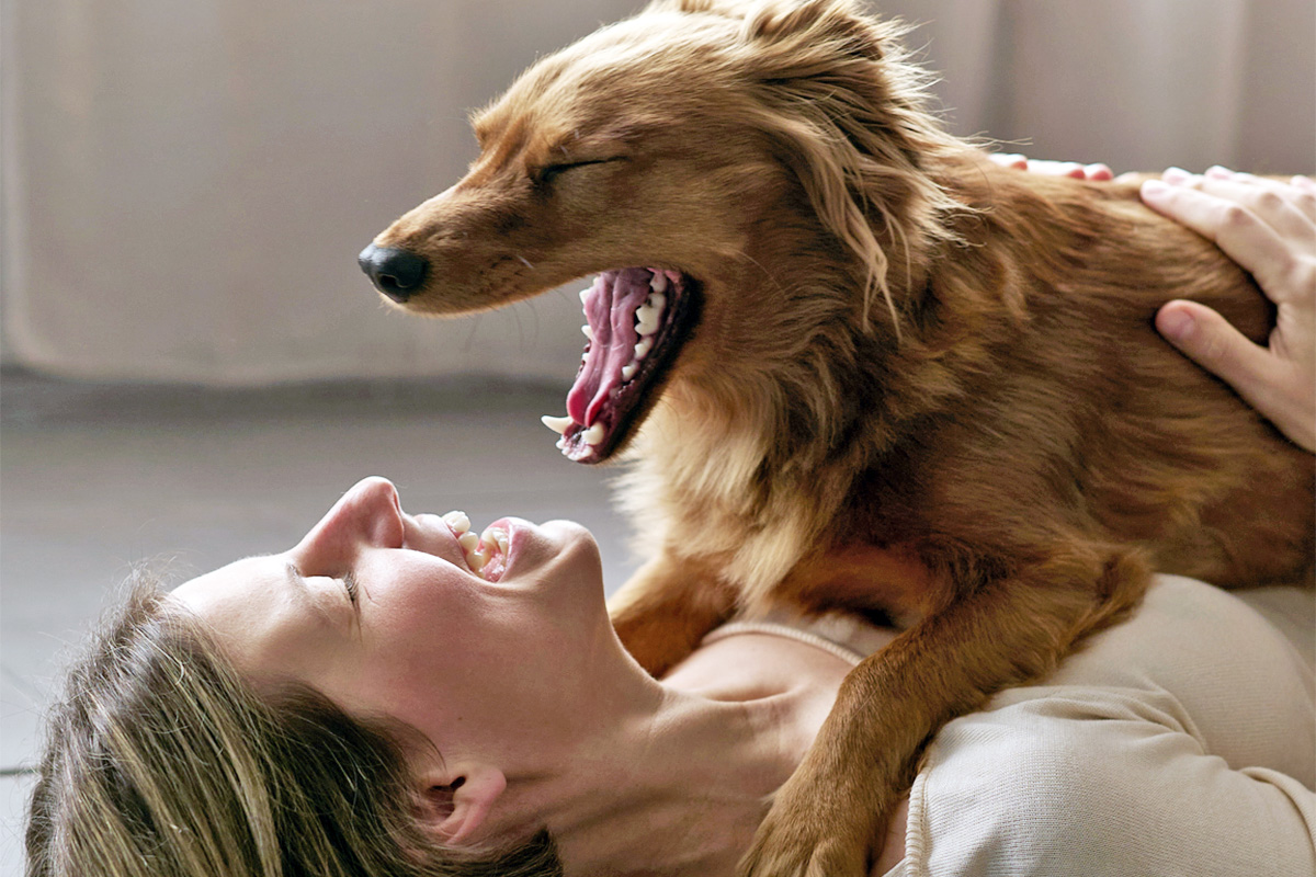 Dog yawning atop a human
