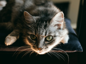 Cute Grey Cat Chilling At Home.
