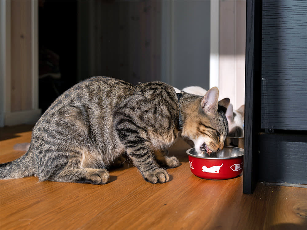 Two more Oregon cats die from bird flu virus in raw food.