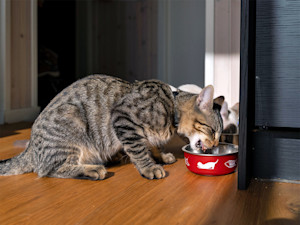 Two more Oregon cats die from bird flu virus in raw food.