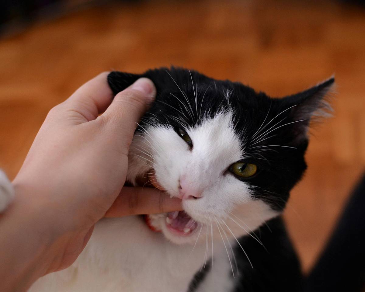 Cat Biting Persons Finger