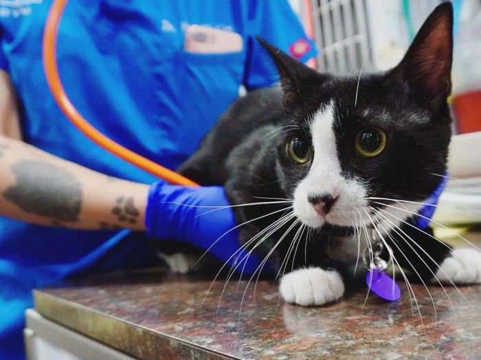a black and white cat is treated by a vet