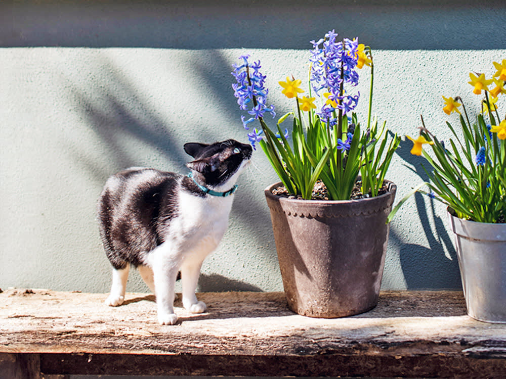 Cat sniffing a plant pot with bluebells and daffodils