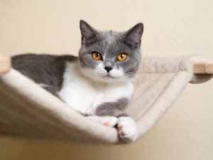 Blue white British shorthair cat resting on a hammock