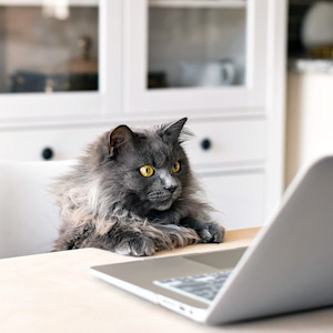 Cat looking at laptop at home.