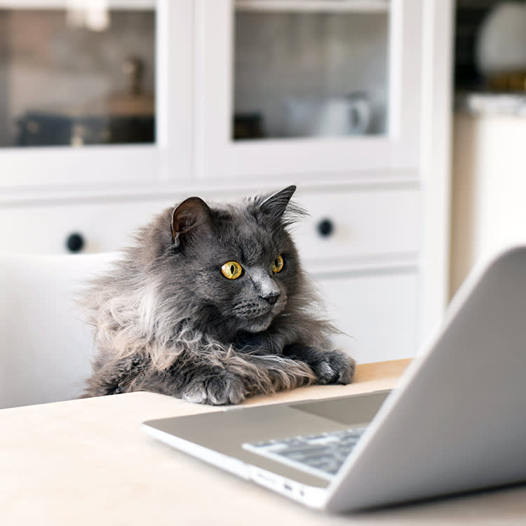 Cat looking at laptop at home.