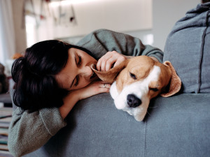 A woman and a beagle dog lie on a sofa and sleep. 