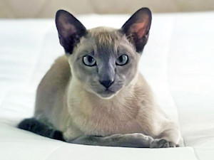 A cat named Leonardo da Pinchy wants to steal your underwear.