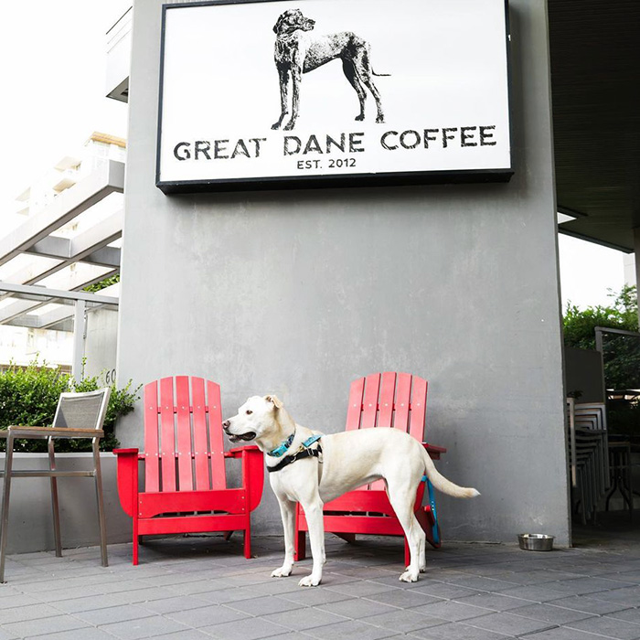 dogs at Great Dane Coffee 