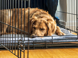 Golden Retriever dog sleeping in an open crate.