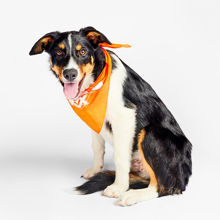 puppy bowl, a large brown and black dog