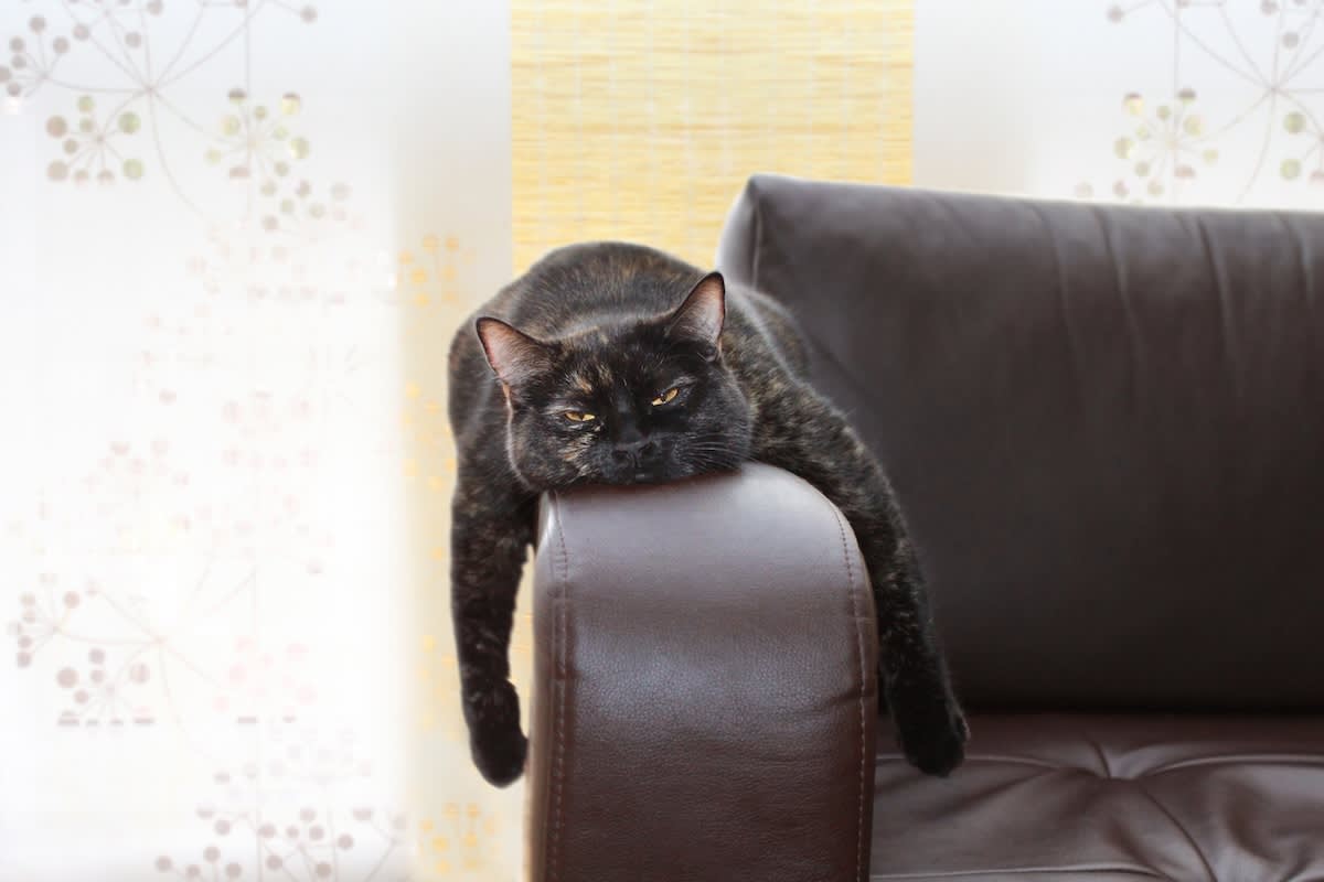 black cat lying on the arm of a sofa with their legs over each side