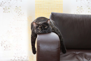 black cat lying on the arm of a sofa with their legs over each side