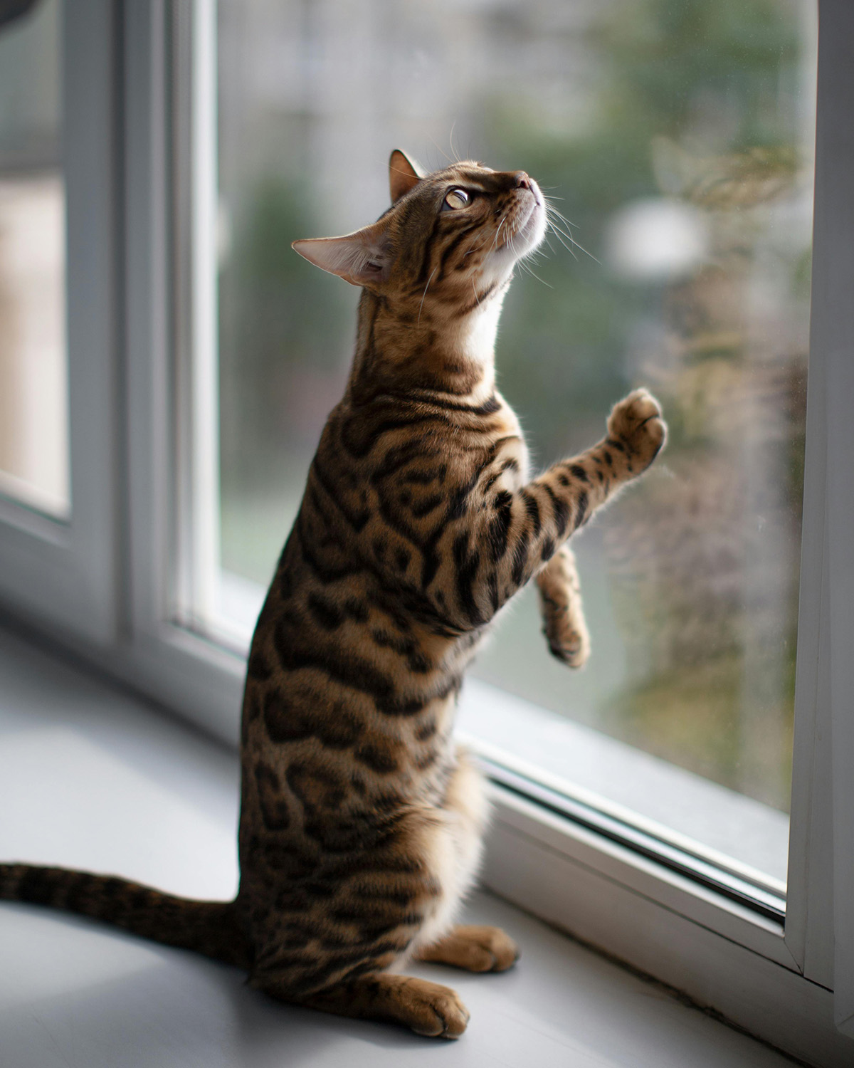 a picture of a bengal cat on it's hind legs with it's paws up against a window