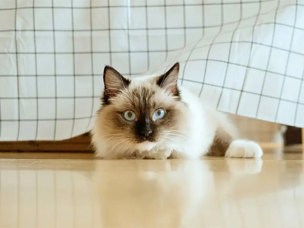 A cat lies on the floor, peeking out from beneath a piece of fabric.
