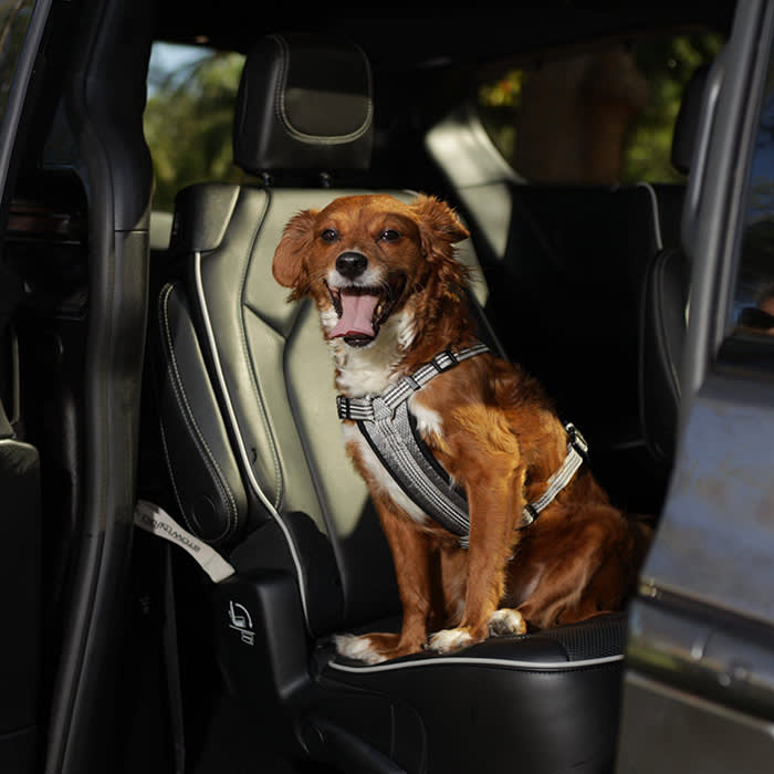 Chrysler Pacifica with small dog inside