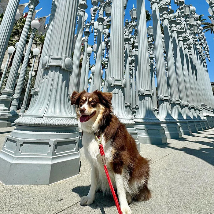 a dog poses at LACMA
