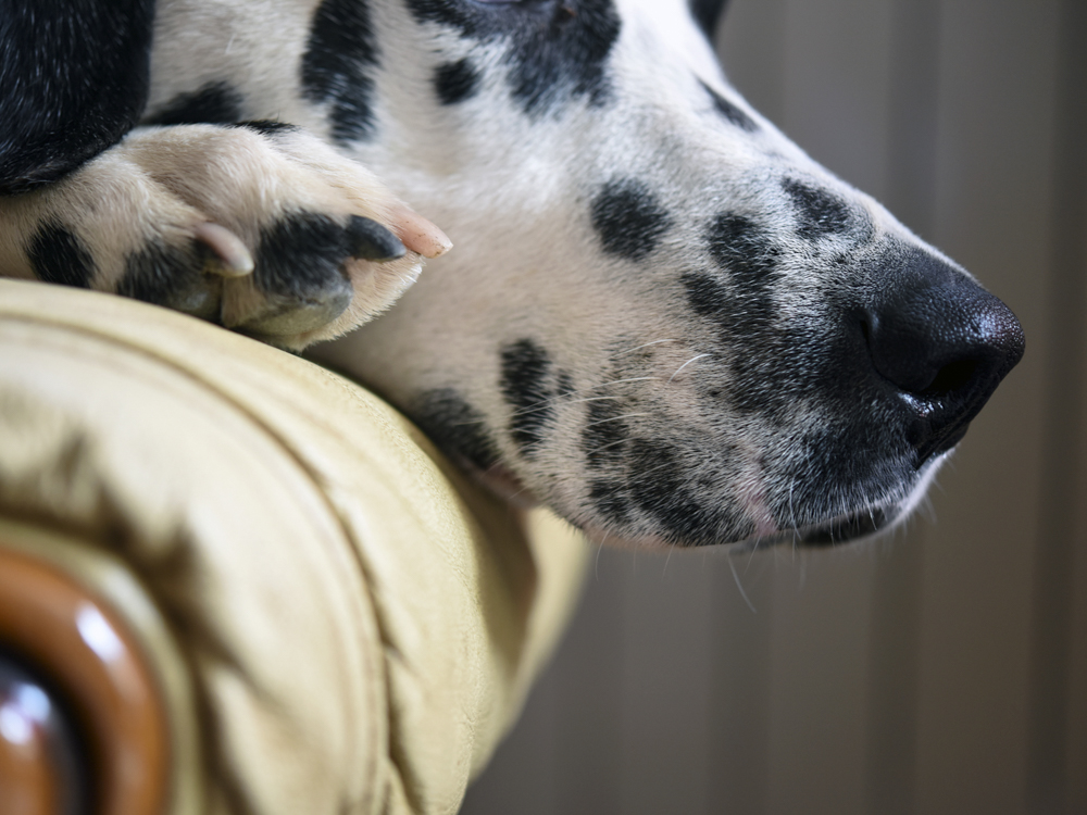 Treating Your Dog's Minor Wounds at Home - The Healthy Dog Co<