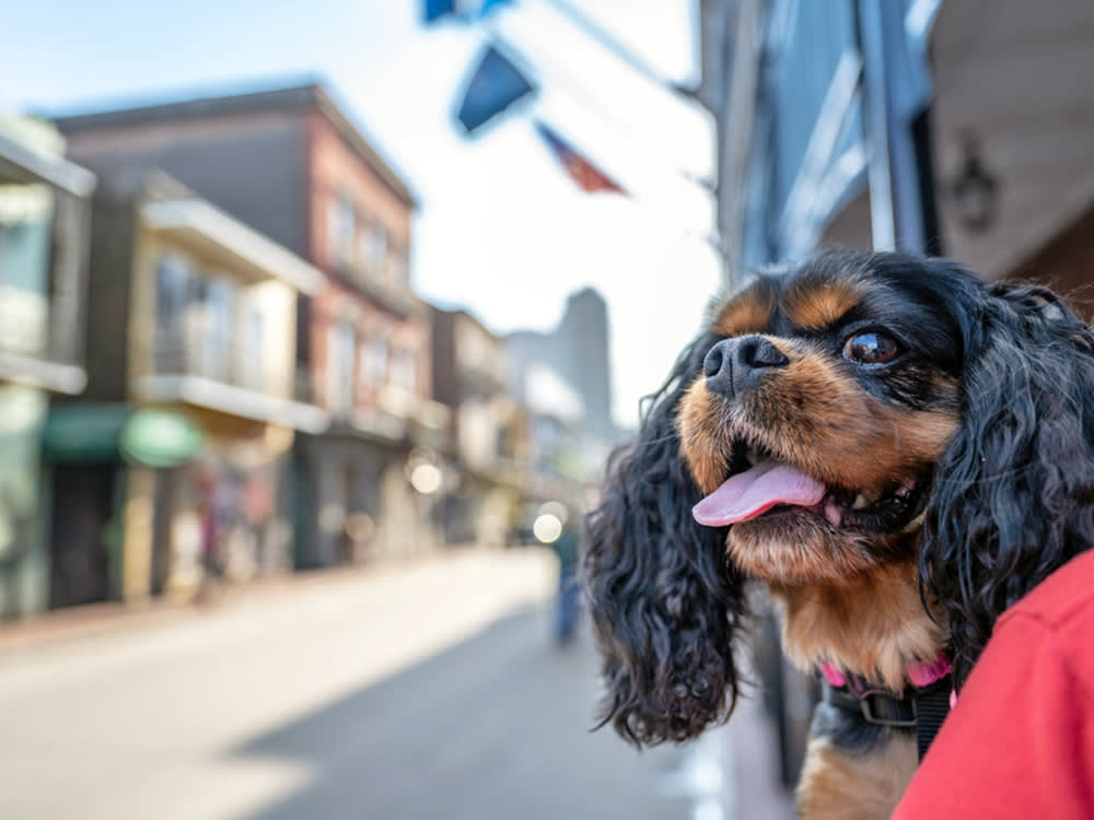 Dog outside in New Orleans.