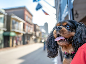Dog outside in New Orleans.