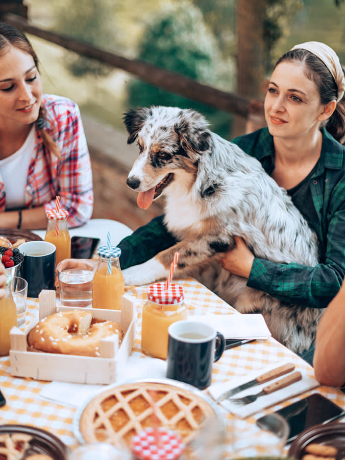 Two women and an Australian Shepherd dog sat a picnic table with coffee cups, orange juice and pastries. 