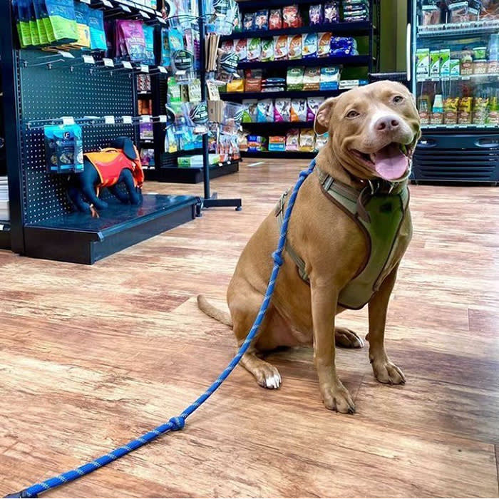 brown dog on blue leash with green harness in pet supply store