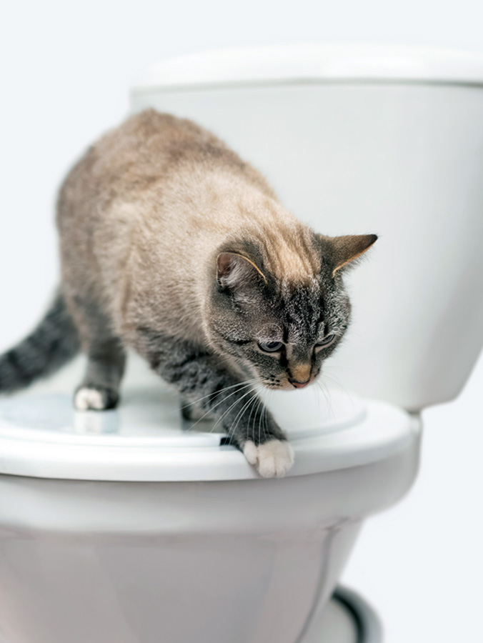 Grey cat sitting on top of toilet lid at home.