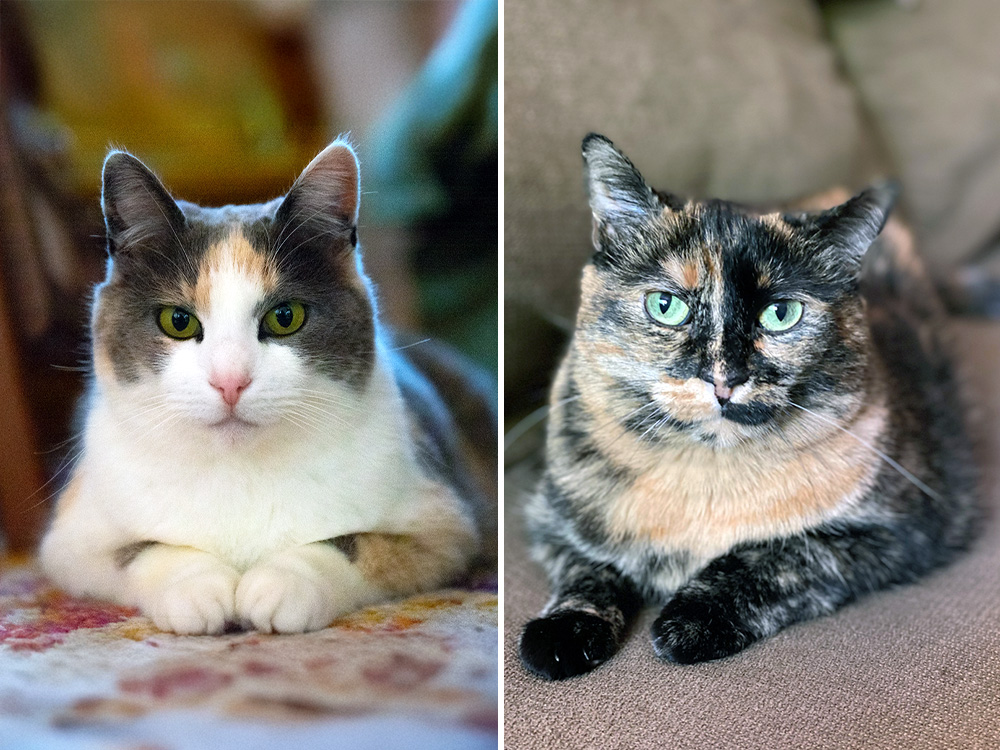 Tortoiseshell Cat vs Calico: Key Differences Explained.