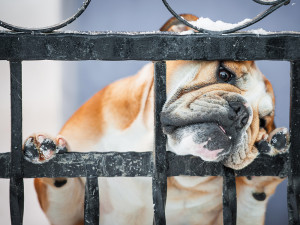English bulldog looks through a snow-covered gate