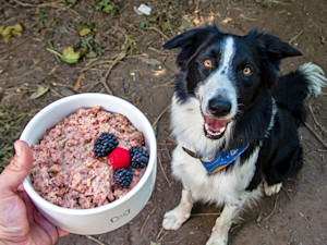 Dog being fed a raw meat meal.