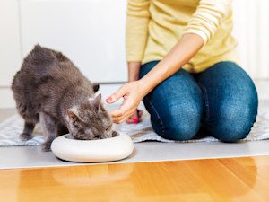 cat eating with human next to them