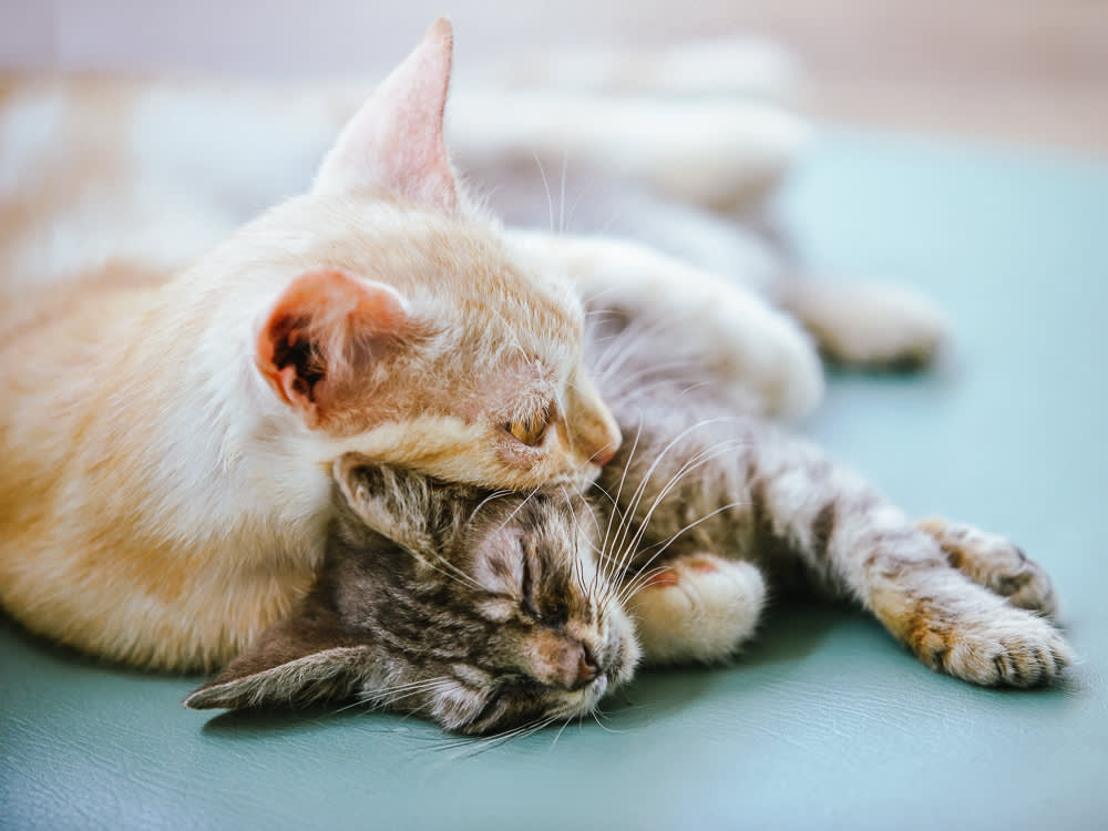 two bonded kittens snuggling