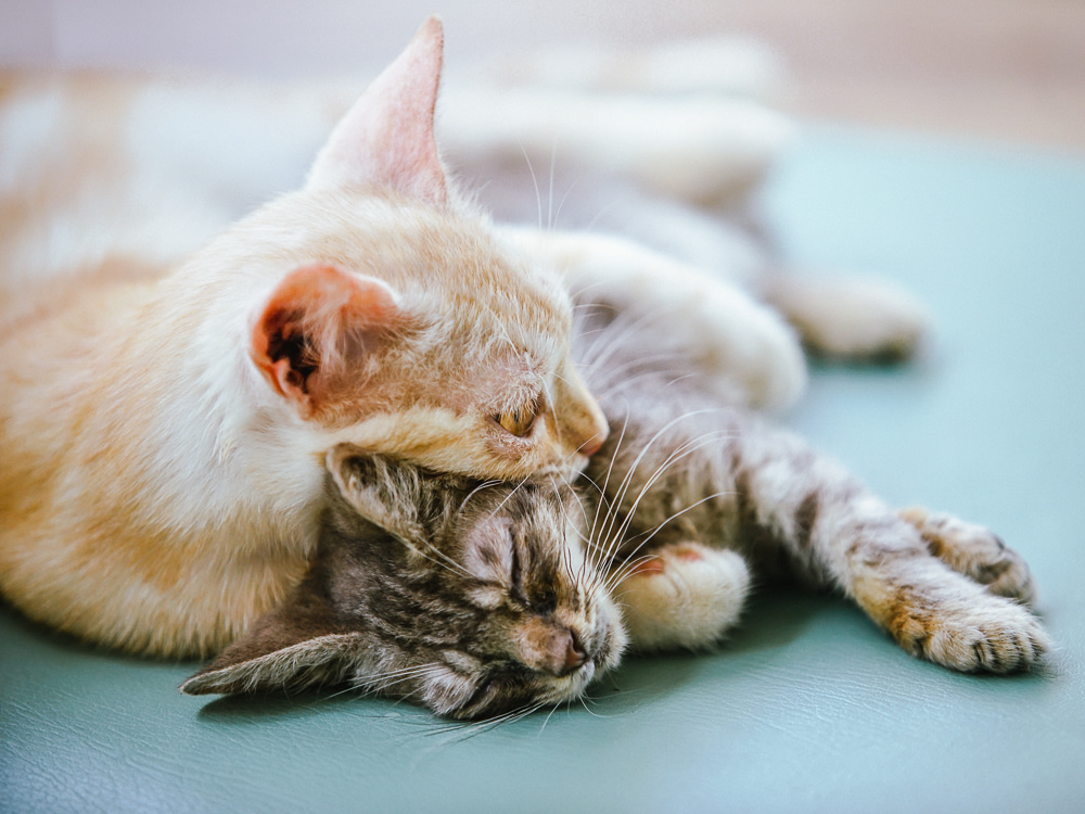 two bonded kittens snuggling