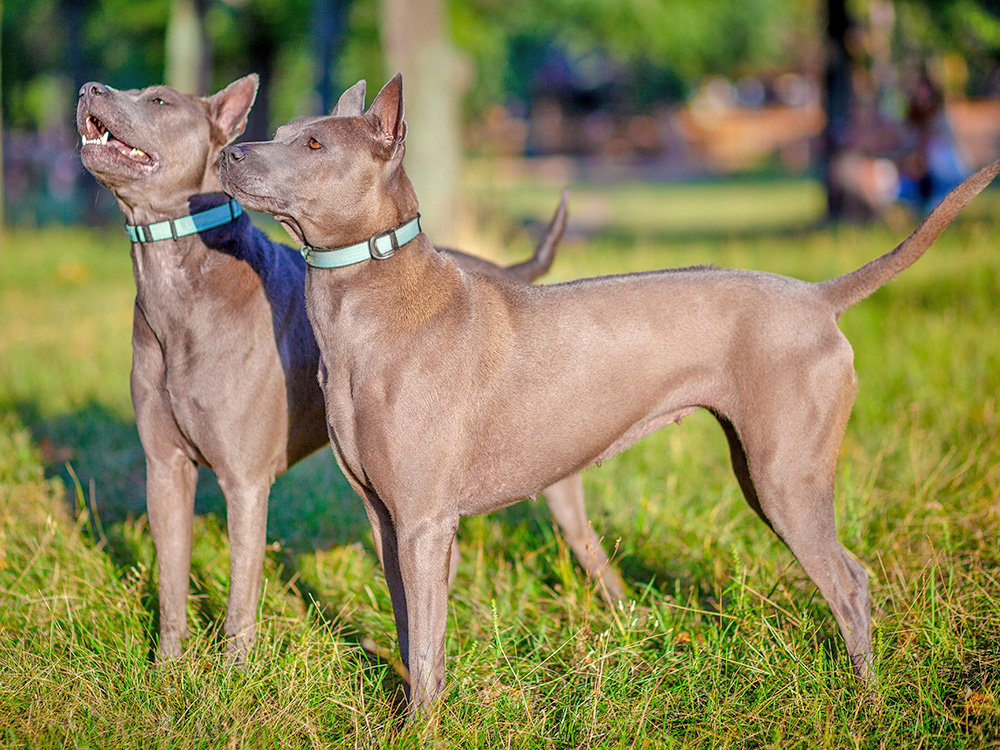 Two brown dogs stand atop a grass field, barking.