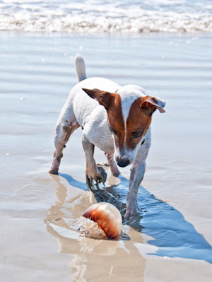Jack Russell dog on beach looking at a jellyfish